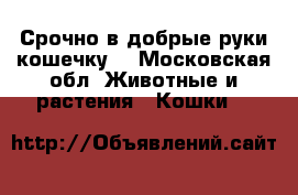 Срочно в добрые руки кошечку! - Московская обл. Животные и растения » Кошки   